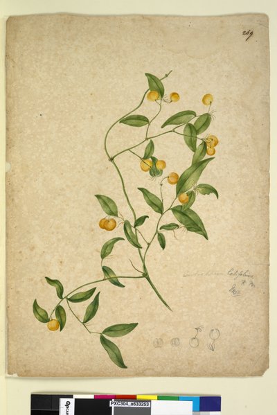 Page 269. Eustrephus latifolius - John William Lewin