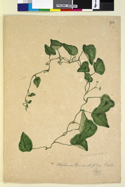Page 270. Stephania hernandiaefolia - John William Lewin