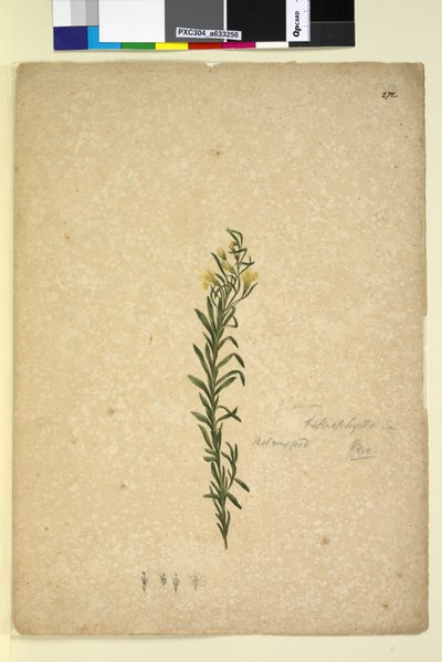 Page 272. Goodenia heterophylla - John William Lewin