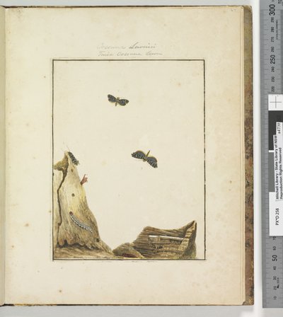 Page 27. Pl.7 Cossuna Lewinii Tinea Cossuna Lewin - John William Lewin