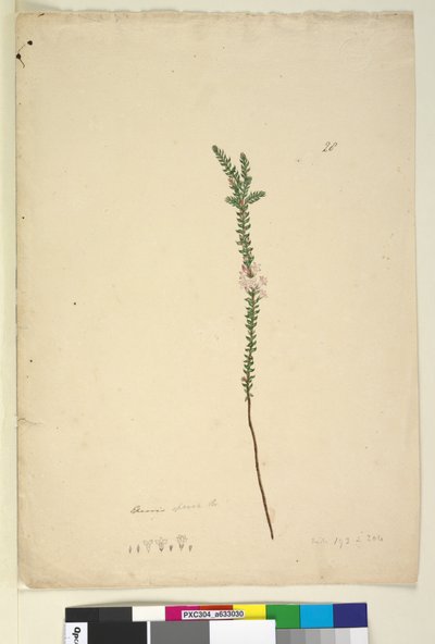 Page 28. Epacris sparsa - John William Lewin