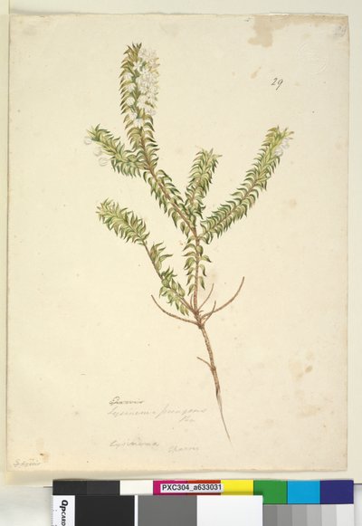 Page 29. Lysinema - John William Lewin