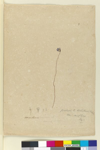 Page 2. Utricularia dichotoma, c.1803-06 - John William Lewin