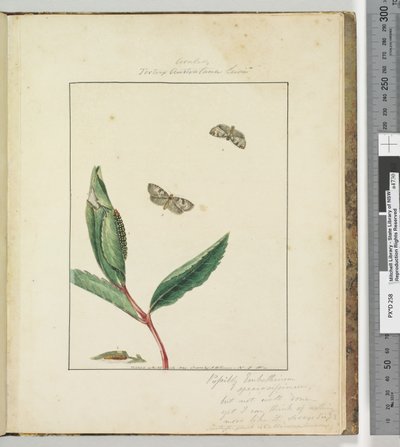 Page 31. Pl.8 Ara.. Tortrix Australana Lewin - John William Lewin