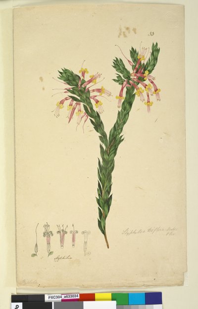 Page 33. Styphelia triflora - John William Lewin