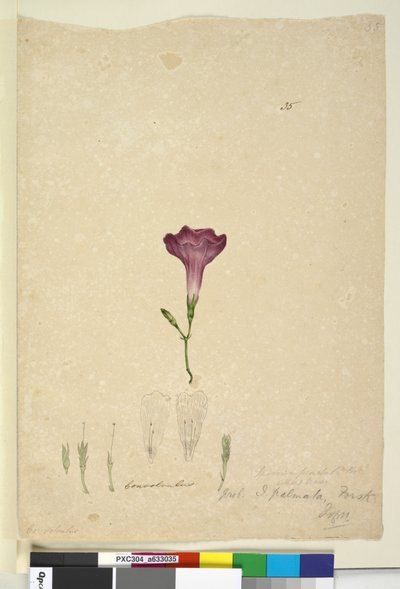 Page 35. Ipomoea palmata - John William Lewin