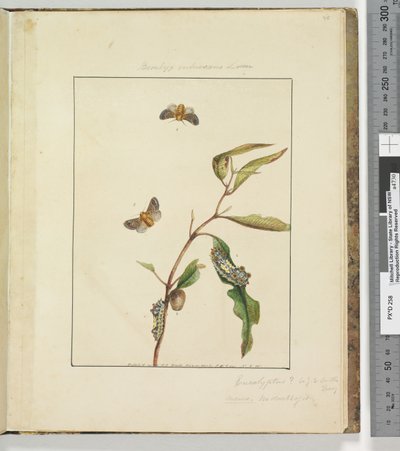 Page 35. Pl.9 Bombyx Vulnerans Lewin - John William Lewin