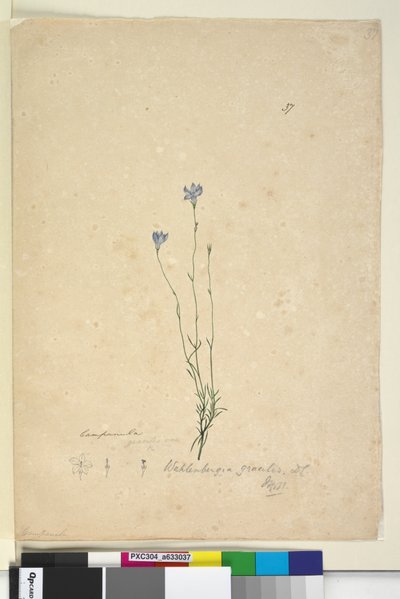 Page 37. Wahlenbergia gracilis - John William Lewin