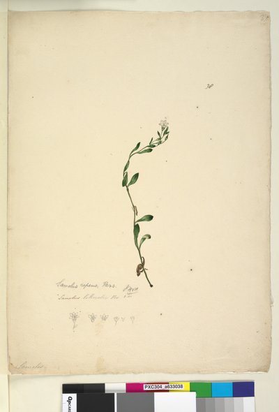 Page 38. Samolus repens - John William Lewin