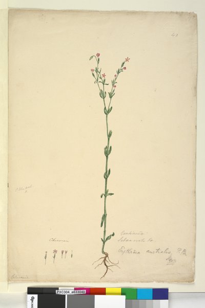 Page 40. Erythraea australis - John William Lewin