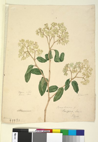 Page 41. Pomaderris lanigera - John William Lewin