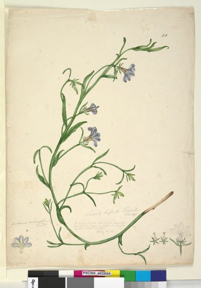 Page 44. Goodenia ramosissima - John William Lewin