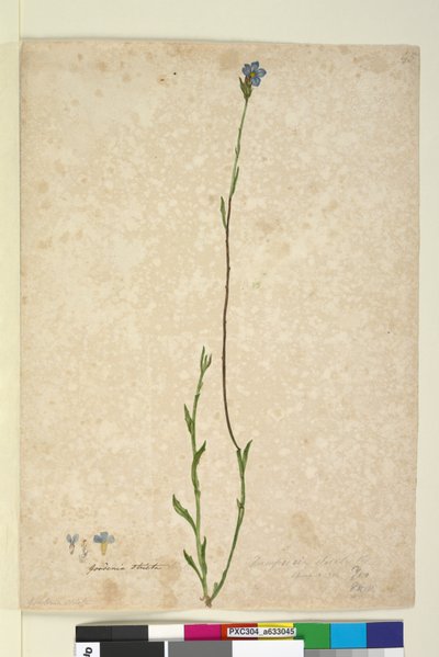 Page 45. Dampiera stricta - John William Lewin