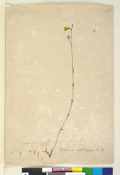 Page 47. Goodenia stelligera, c.1803-06 - John William Lewin
