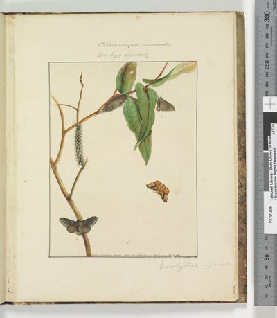 Page 47. Pl.12 Clisiocampa Lewinae Bombyx Lewinae - John William Lewin