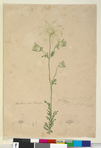 Page 48. Actinotus helianthi - John William Lewin