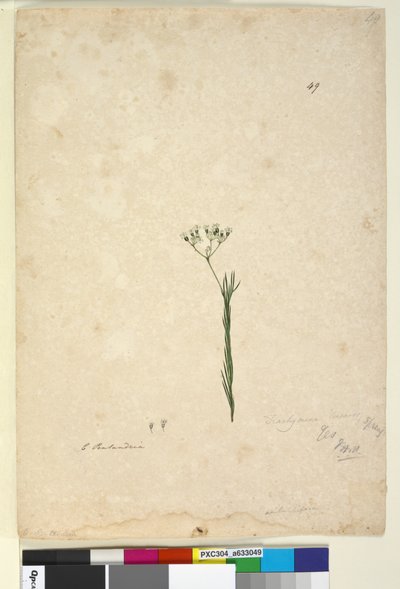 Page 49. Trachymene linearis - John William Lewin