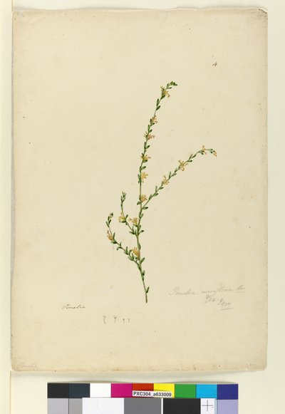 Page 4. Pimelea curviflora, c.1803-06 - John William Lewin