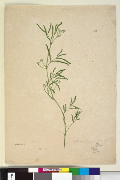 Page 50. Apium - John William Lewin