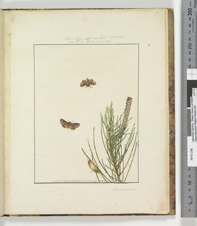 Page 51. Planche 13 Bombyx Exposita Lewin allié à..., 1803-04 - John William Lewin