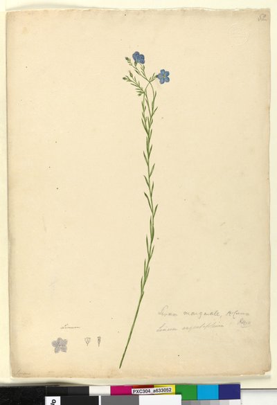 Page 52. Linum marginale - John William Lewin