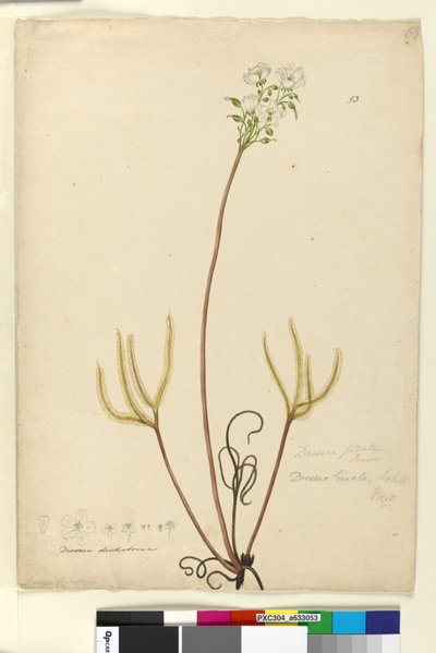 Page 53. Drosera binata - John William Lewin