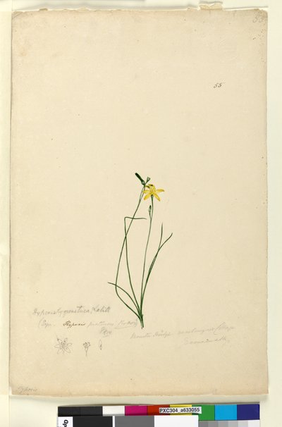 Page 55. Hypoxis hygrometrica - John William Lewin