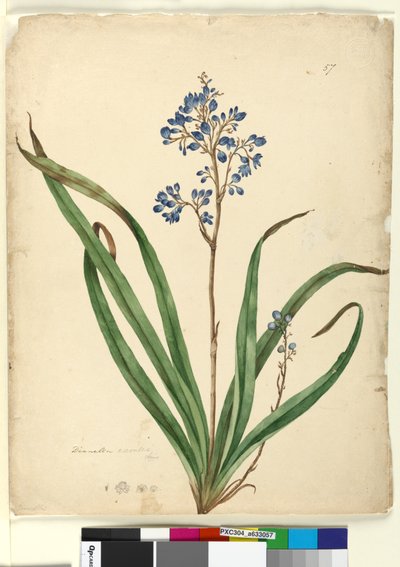 Page 57. Dianella caerulea - John William Lewin