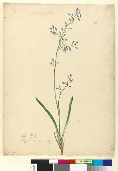 Page 58. Dianella levis - John William Lewin