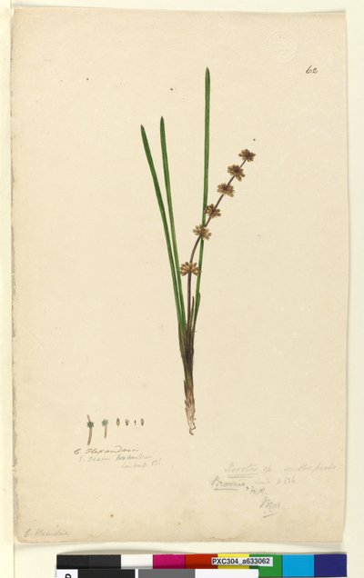 Page 62. Xerotes lomandra multiflora - John William Lewin