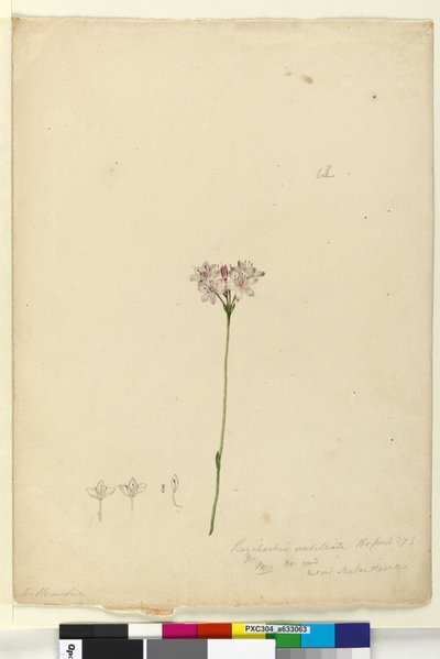 Page 63. Burchardia umbellata - John William Lewin