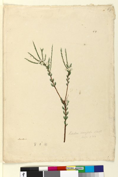 Page 64. Baeckea densifolia - John William Lewin