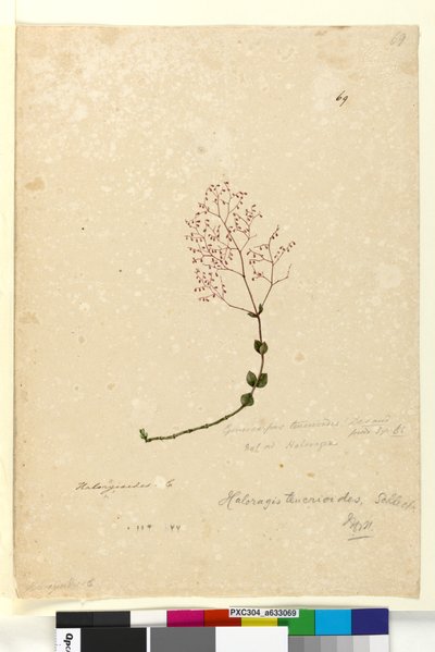 Page 69. Gonocarpus teucrioides - John William Lewin