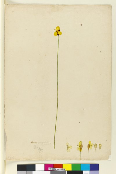Page 6. Xyris operculata, c.1803-06 - John William Lewin