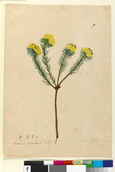Page 70. Pultenaea stipularis - John William Lewin