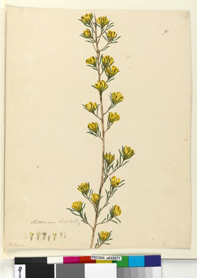 Page 71. Pultenaea linophylla - John William Lewin