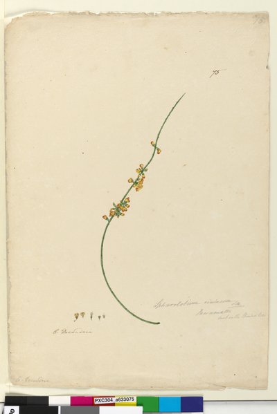 Page 75. Sphaerolobium vimineum - John William Lewin