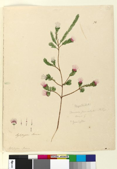 Page 76. Darwinia fascicularis - John William Lewin