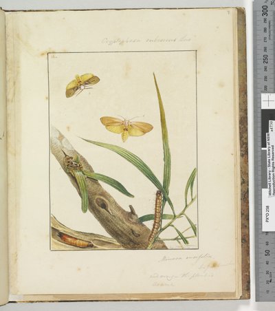 Page 7. Pl.2 Cryptophasa Rebescens Lewin - John William Lewin
