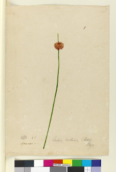 Page 7. Scirpus nodosus, c.1803-06 - John William Lewin