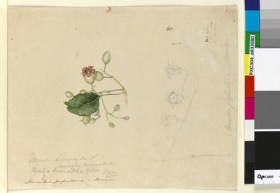 Page 80. Sterculia diversifolia - John William Lewin