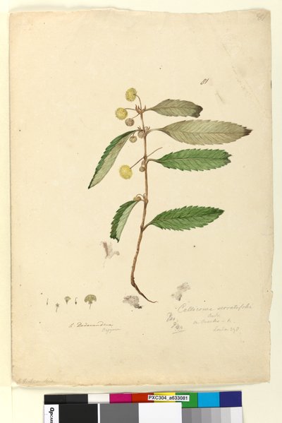 Page 81. Callicoma serratifolia - John William Lewin