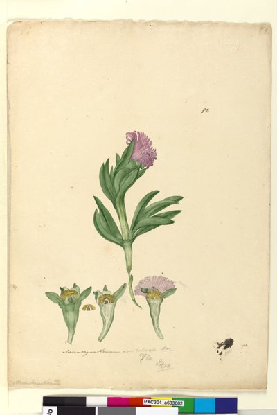 Page 82. Mesembryanthemum aequilaterale - John William Lewin