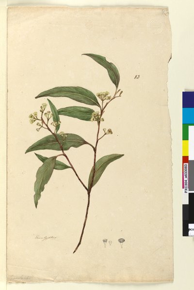 Page 83. Eucalyptus - John William Lewin