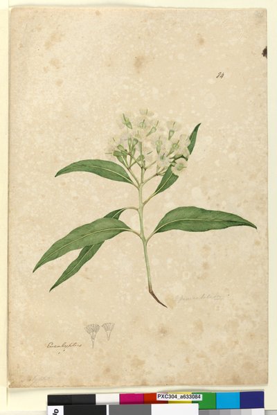 Page 84. Eucalyptus paniculata, c.1803-06 - John William Lewin