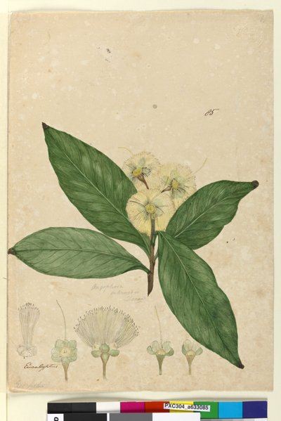 Page 85. Angophora intermedia - John William Lewin