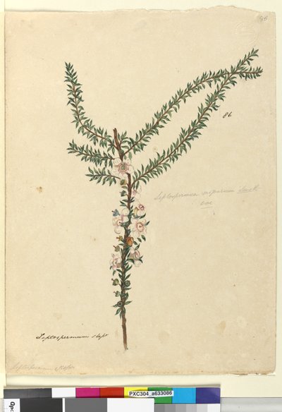 Page 86. Leptospermum scoparium - John William Lewin