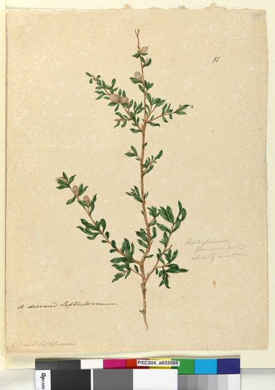 Page 88. Leptospermum flavescens - John William Lewin