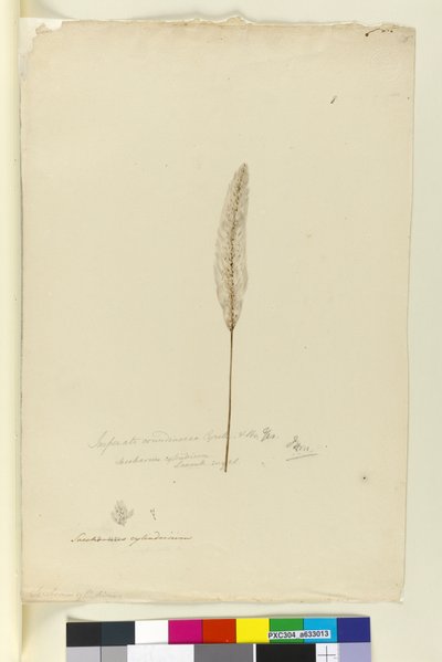 Page 8. Imperata arundinacea syn. Saccharum cylindricum, c.1803-06 - John William Lewin