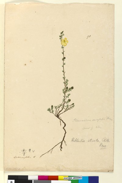 Page 93. Hibbertia stricta - John William Lewin